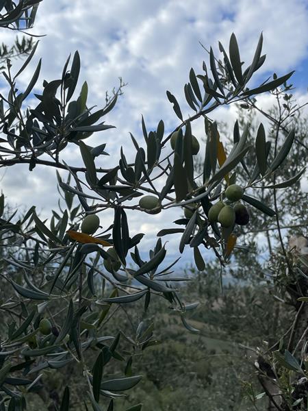 Olive grove and olives 3